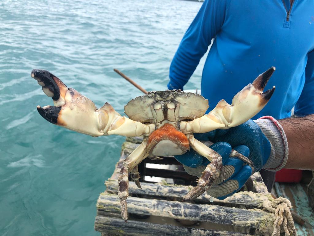 The Blue Economy Promotes the Sustainability of Stone Crab Claw